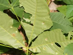 Phylloxera deplanata thumbnail 1