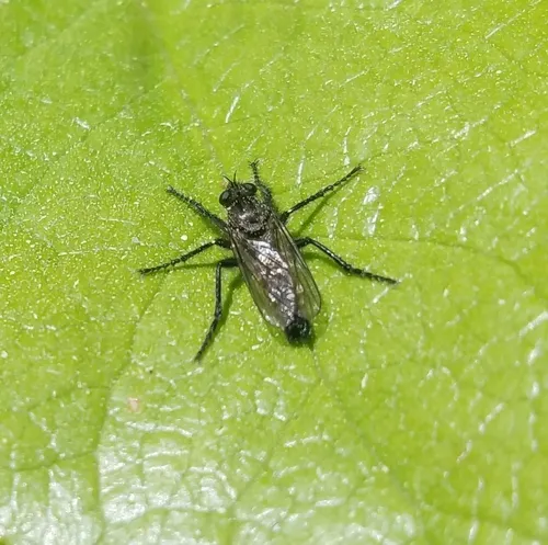 Lasiopogon tumulicola