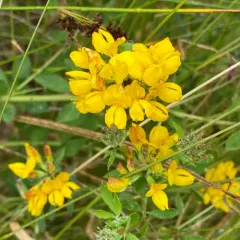 greater bird's-foot-trefoil thumbnail 3