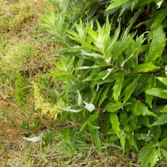 coastal mugwort thumbnail 2