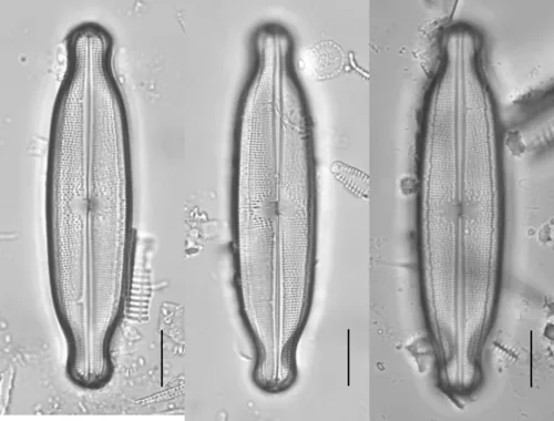 Neidium productum