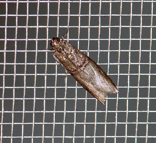 Black-banded Immyrla Moth