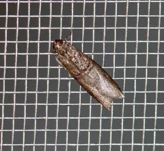 Black-banded Immyrla Moth thumbnail 1