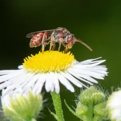Articulated Nomad thumbnail 2