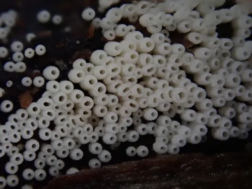white tubelet