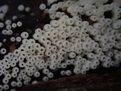 white tubelet thumbnail 1