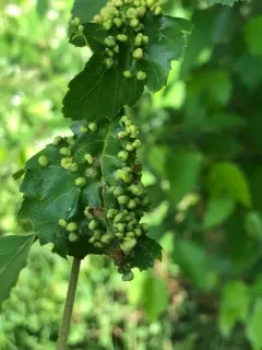 Eriophyes leionotus thumbnail 4