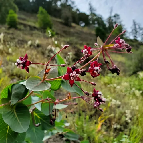 heart-leaf milkweed