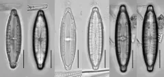 Mastogloia lacustris thumbnail 4