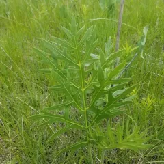 compass plant thumbnail 4