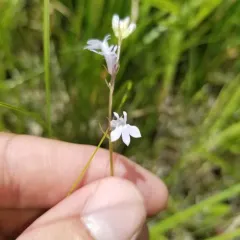 pale-spiked lobelia thumbnail 4
