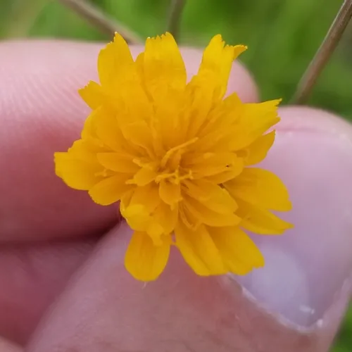 Two-flower Dwarf-dandelion