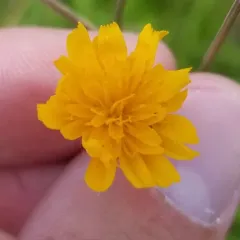 Two-flower Dwarf-dandelion thumbnail 1
