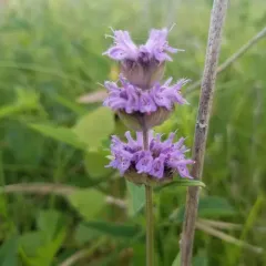 downy pagoda plant thumbnail 2