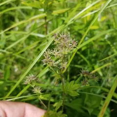 purple meadow-rue thumbnail 4
