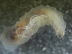 Fletcherimyia fletcheri thumbnail 2