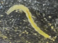 Pitcher Plant Midge thumbnail 1