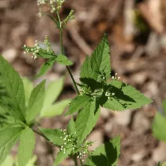 honewort thumbnail 2