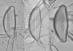 Encyonema leibleinii thumbnail 3