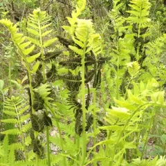 interrupted fern thumbnail 4