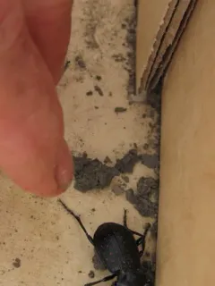 Black Caterpillar Hunter thumbnail 4