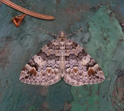 Dysstroma mancipata