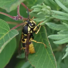 Prairie Yellowjacket thumbnail 3