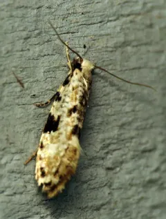 Nemapogon auropulvella thumbnail 1
