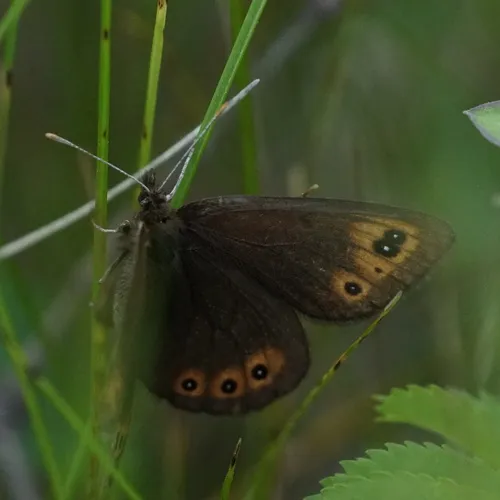 Common Alpine