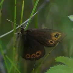 Common Alpine thumbnail 1