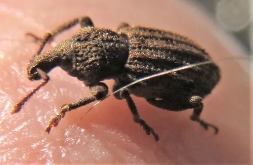 Panscopus abruptus