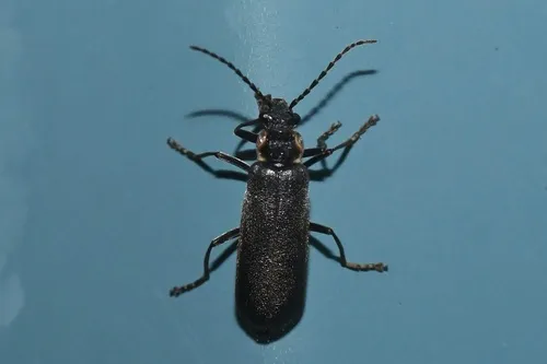 Podabrus nothoides