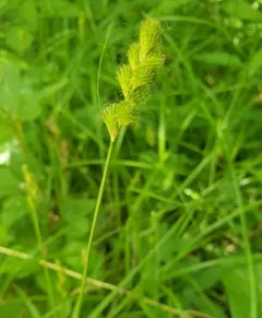 blunt broom sedge thumbnail 4