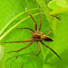 Straight-banded Nursery Web Spider thumbnail 4