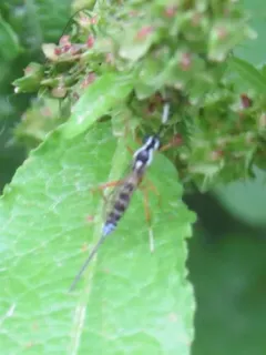Sphelodon phoxopteridis thumbnail 4