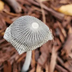 hare's foot inkcap thumbnail 4