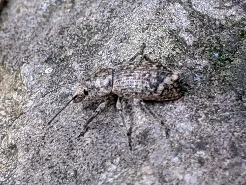 Dyslobus verrucifer