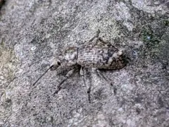 Dyslobus verrucifer thumbnail 1