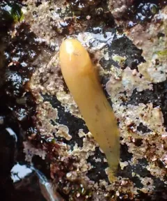 Slimy Snailfish thumbnail 3