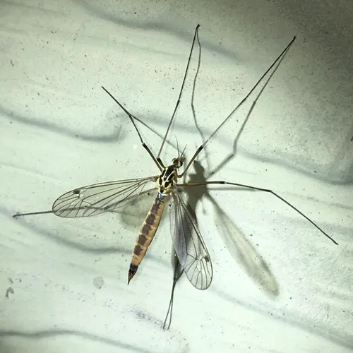 Nephrotoma cornicina
