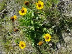 Coastal Sneezeweed thumbnail 3