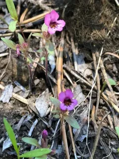 Jepson's Monkeyflower thumbnail 3
