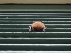 California Myotis thumbnail 2