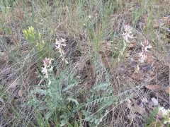 Railhead Milkvetch thumbnail 3