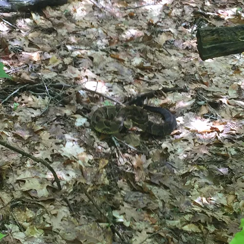 Timber Rattlesnake