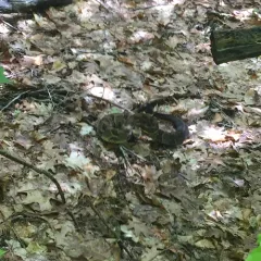 Timber Rattlesnake thumbnail 1