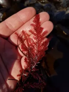 Sea fern thumbnail 3