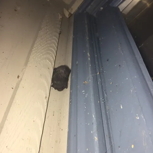 Silver-haired Bat
