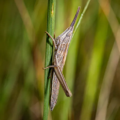 Bunch Grass Locust