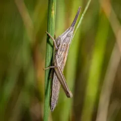 Bunch Grass Locust thumbnail 1